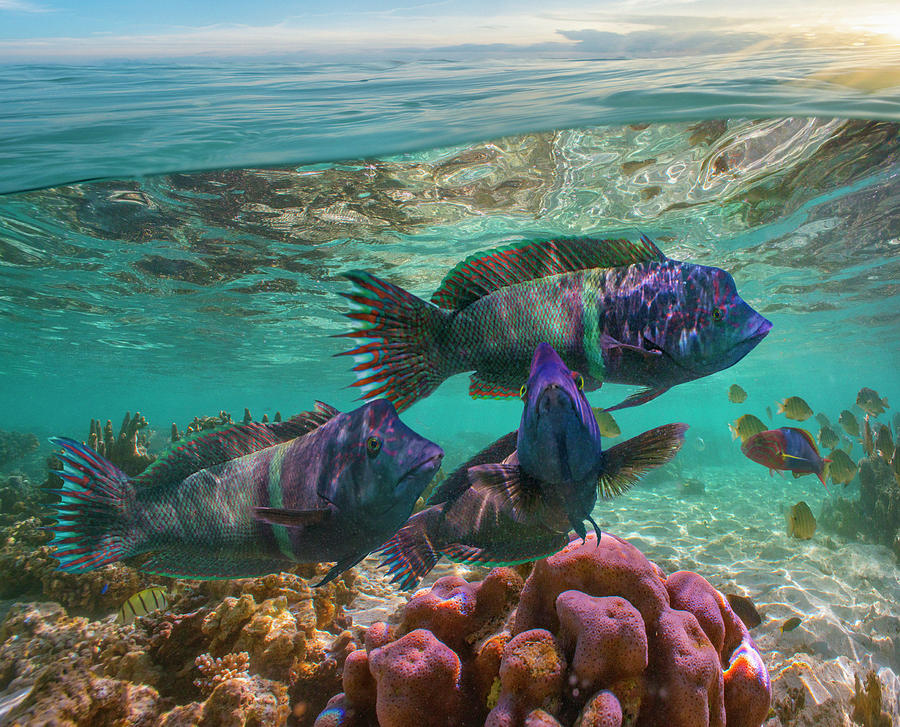 Wrasse And Coral, Ningaloo Reef, Australia Photograph by Tim Fitzharris