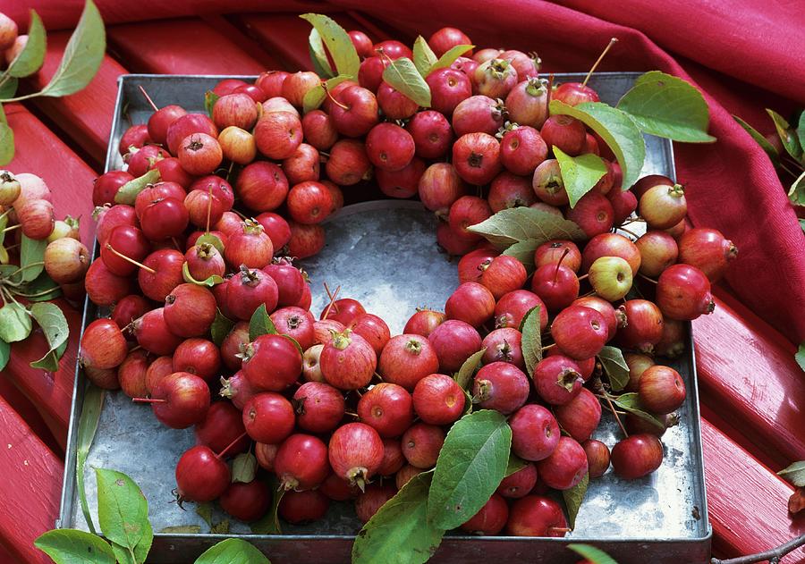 Wreath Of Crab-apples Photograph by Strauss, Friedrich