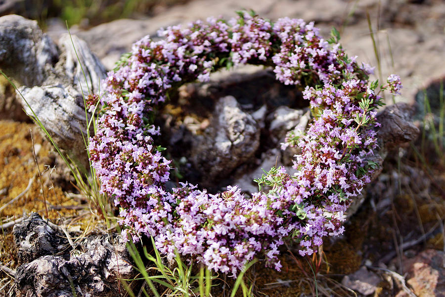 Wreath Of Flowering Thyme Photograph by Angelica Linnhoff