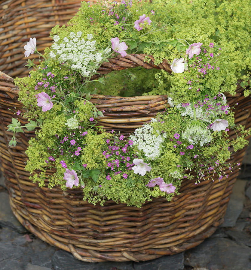 Wreath Of Ladys Mantle, Mallows, Queen Annes Lace And Gypsophila Hung On Basket Handle Photograph by Martina Schindler