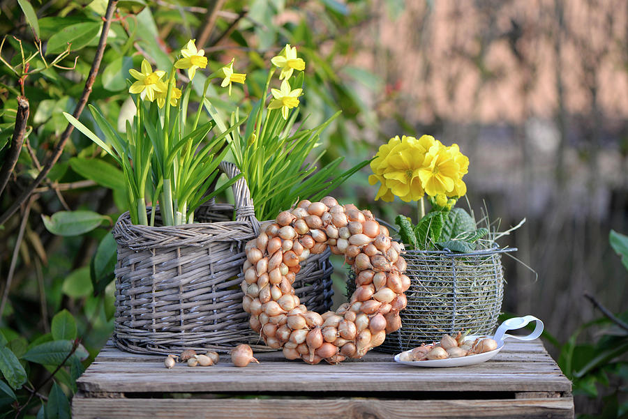 Wreath Of Onions, Decorated With Daffodils And Primroses On An Old Wine Box Photograph by Daniela Behr