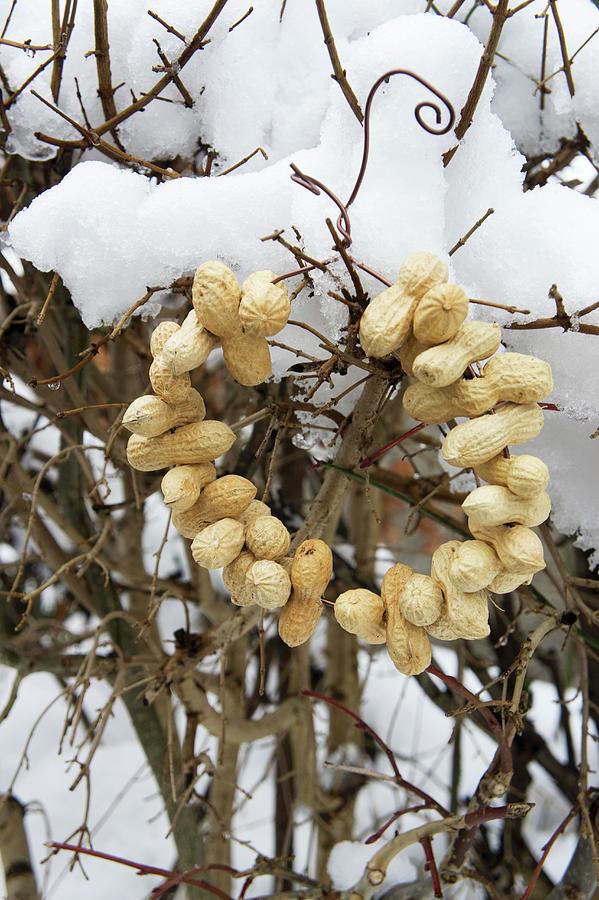 Wreath Of Peanuts Hung On Snowy Leafless Beech Hedge Photograph by Martina Schindler