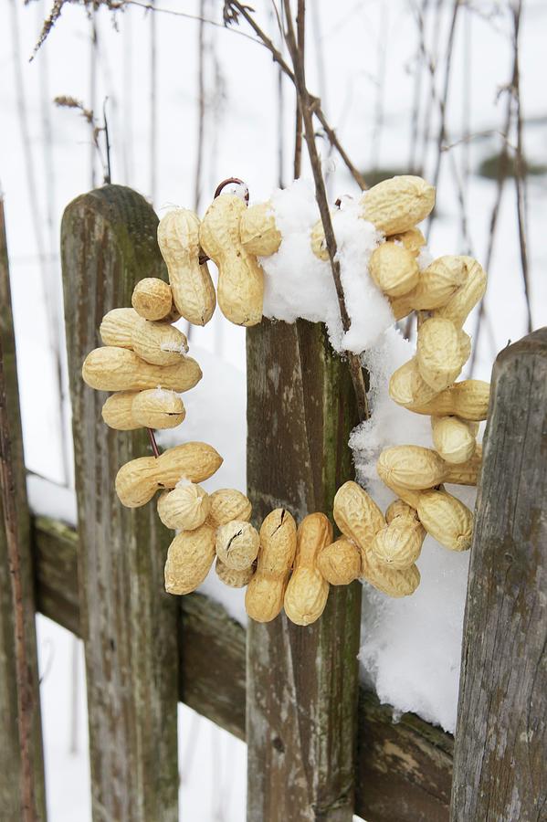 Wreath Of Peanuts On Snowy Garden Fence Photograph by Martina Schindler