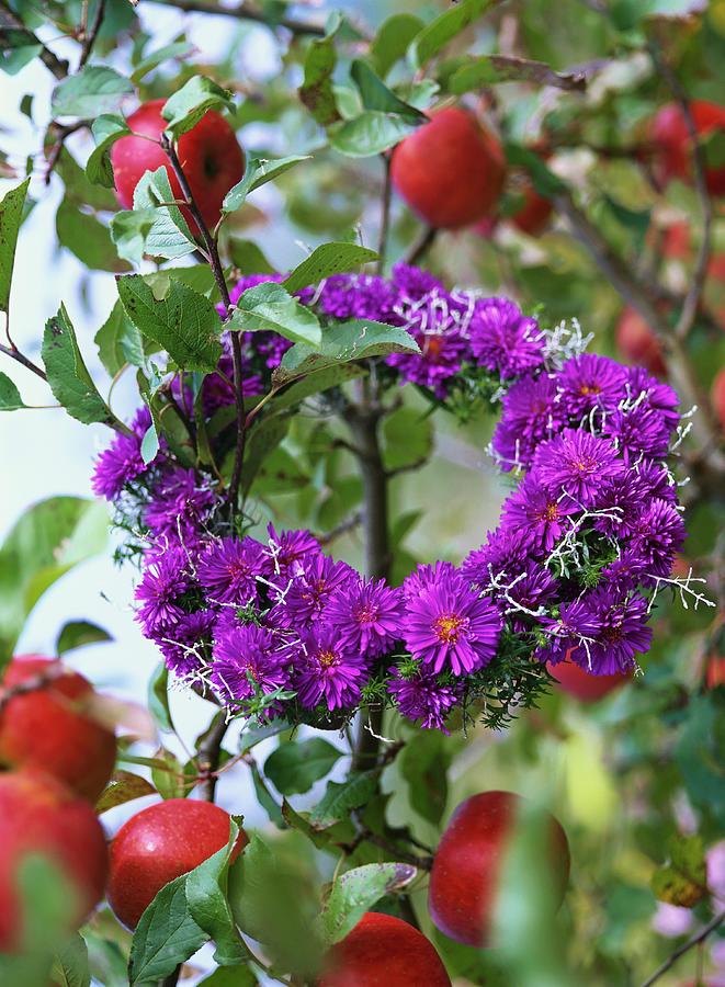 Wreath Of Purple Asters Hanging On An Apple Bough Photograph by Friedrich Strauss