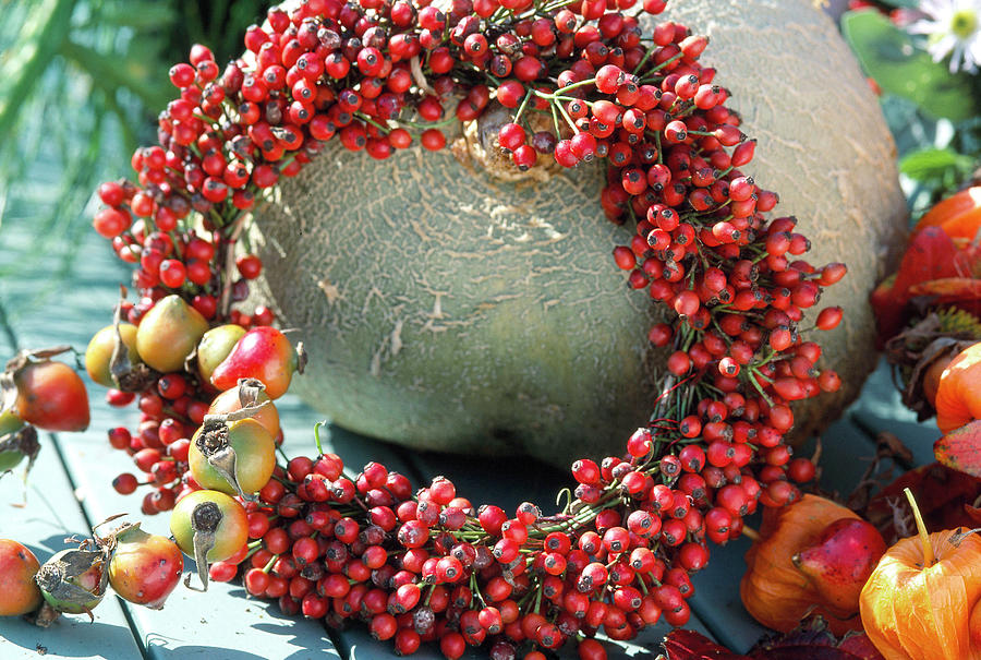 Wreath Of Rose Hips Photograph by Friedrich Strauss