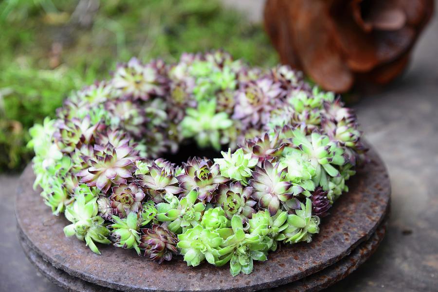 Wreath Of Succulents On Rusty Metal Dish Photograph by Inge Ofenstein