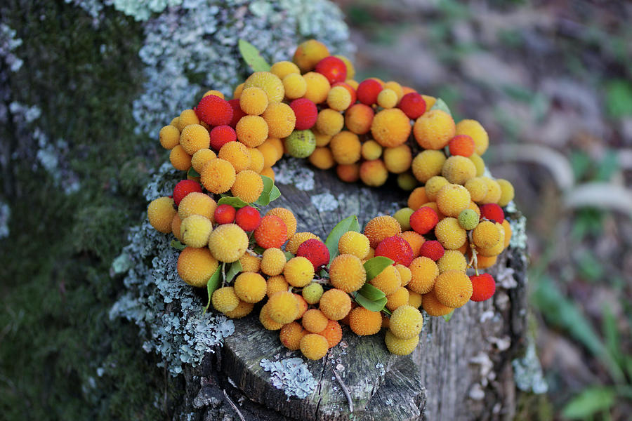 Wreath Of Yellow And Red Fruits From The Strawberry Tree Photograph by Angelica Linnhoff
