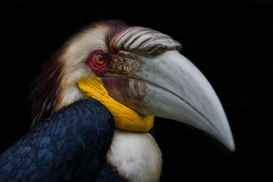 Bird Photograph - Wreathed Hornbill by C.s. Tjandra