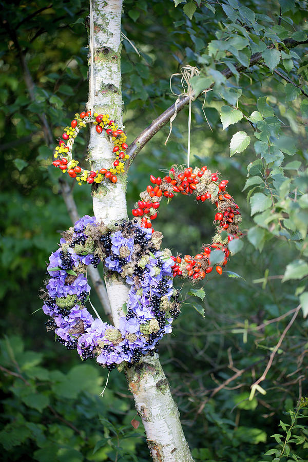 Wreaths Of Rose Hips With And Without Yellow Flowers And Wreath Of Hydrangeas And Blackcurrants Hung On Tree Photograph by Iris Wolf