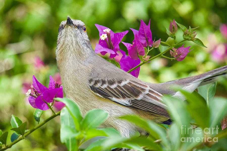 Mockingbird and Flowers Photograph by Judy Kay