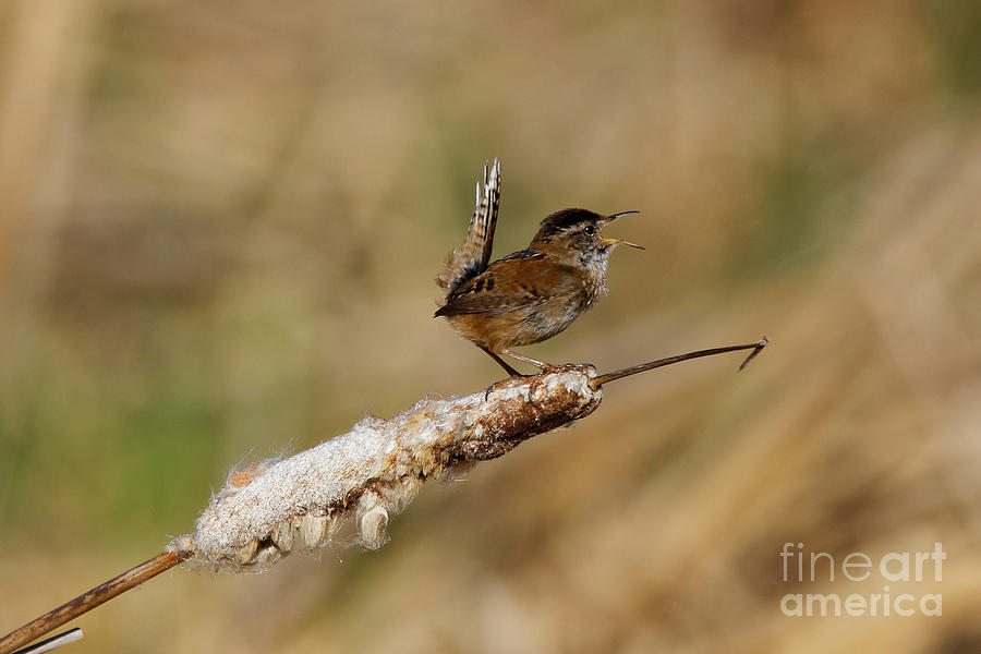 Wren Strong Song by Sue Harper Wren Strong Song by Sue Harper