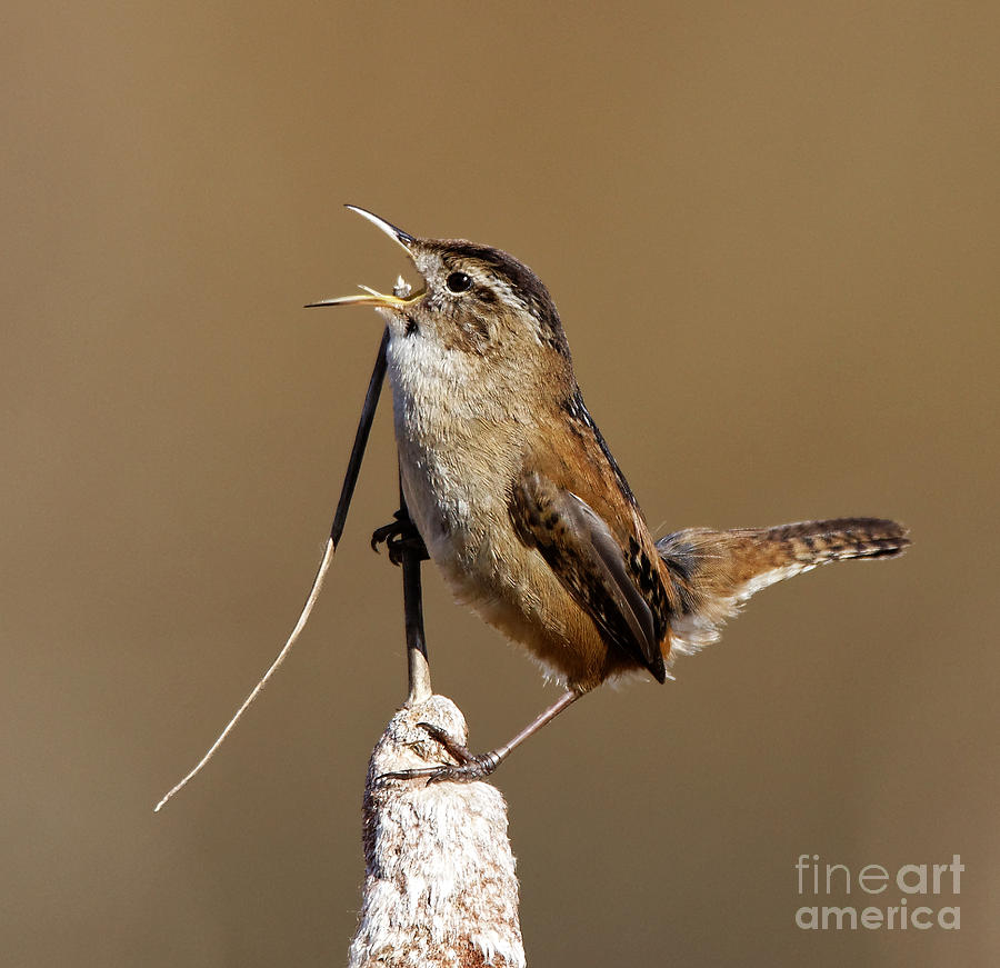 Wren Top of the World by Sue Harper Wren Top of the World by Sue Harper