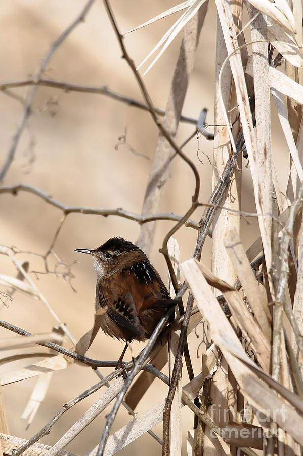 Wren's World by Sue Harper Wren's World by Sue Harper