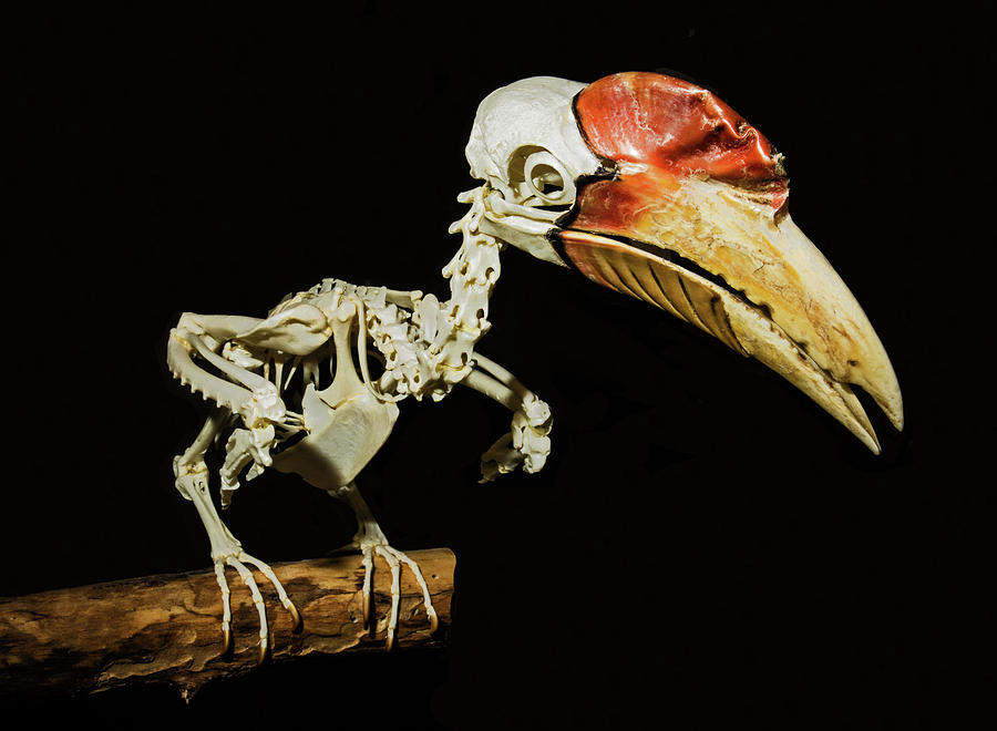 Wrinkled Hornbill Skeleton Photograph by Millard H. Sharp