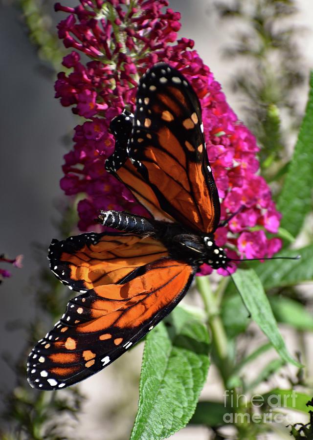 Wrinkled - Monarch Photograph