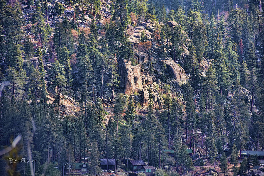 Wrinklely Rocks And Pine Trees Photograph