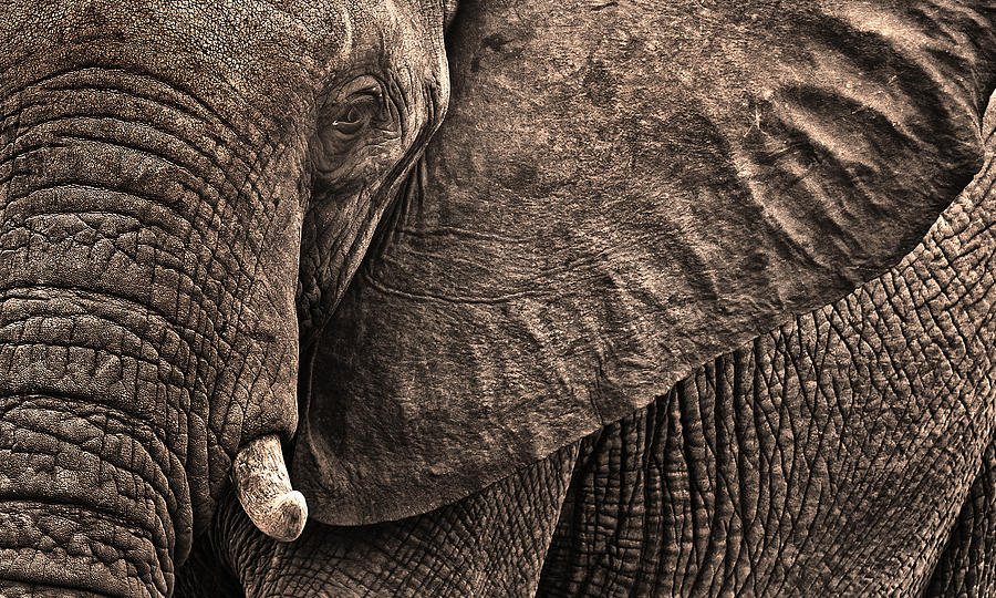 Wildlife Photograph - Wrinkles by Lou Urlings
