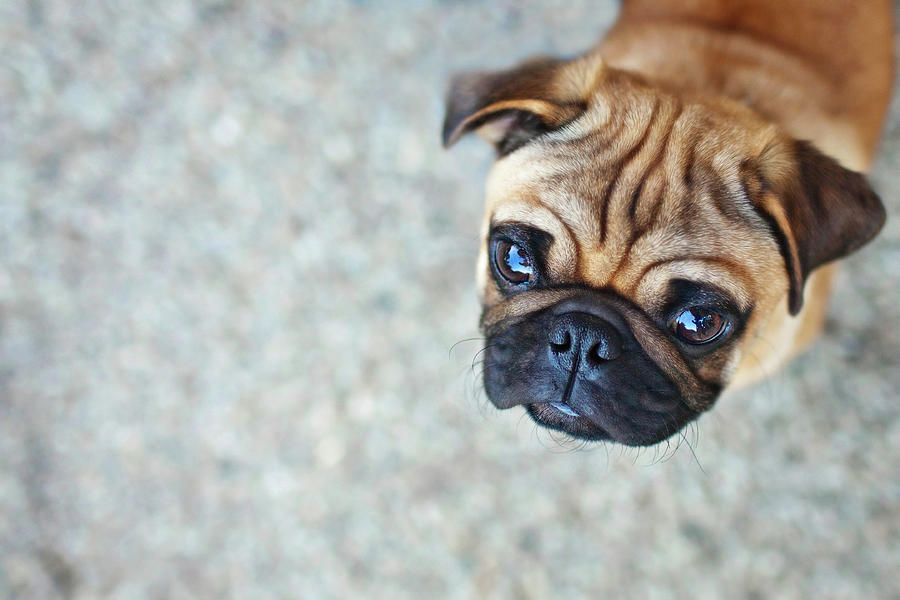 Wrinkly Pug Puppy Photograph by Melissa Lomax Speelman