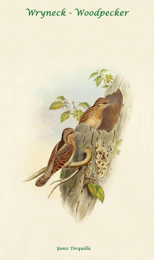 Wryneck - Woodpecker II Painting by John Gould