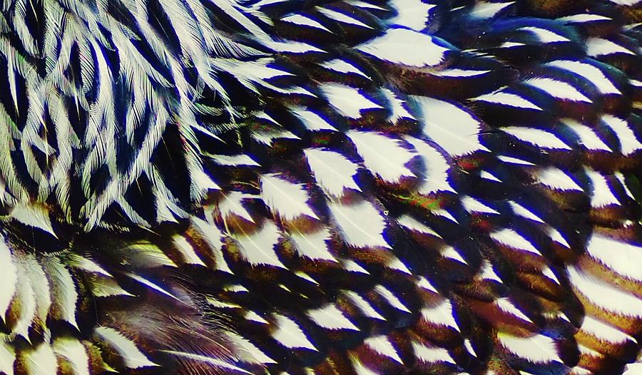 Wyandotte Feathers Photograph by Alida M Haslett