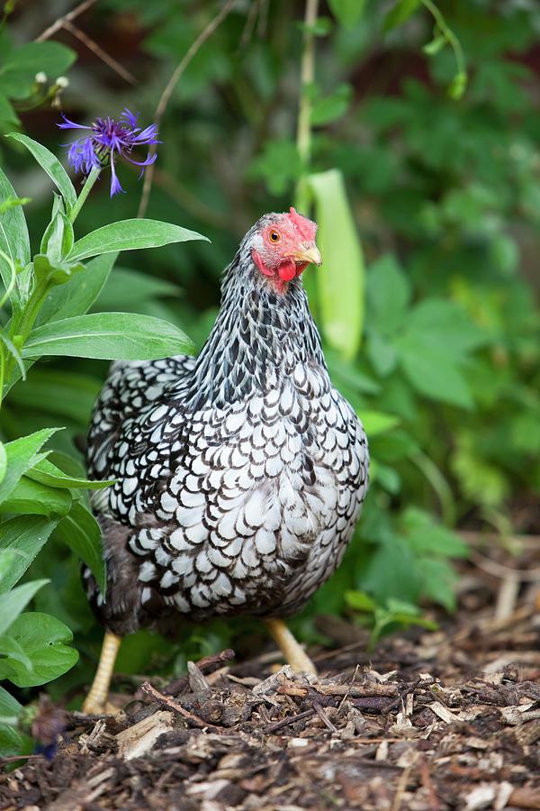 Wyandotte Hen With Black And White Feathers In Garden Photograph by Peter Kooijman