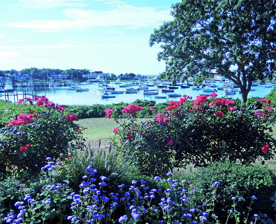 Wychmere Harbor Blooms  Photograph by Sharon Williams Eng