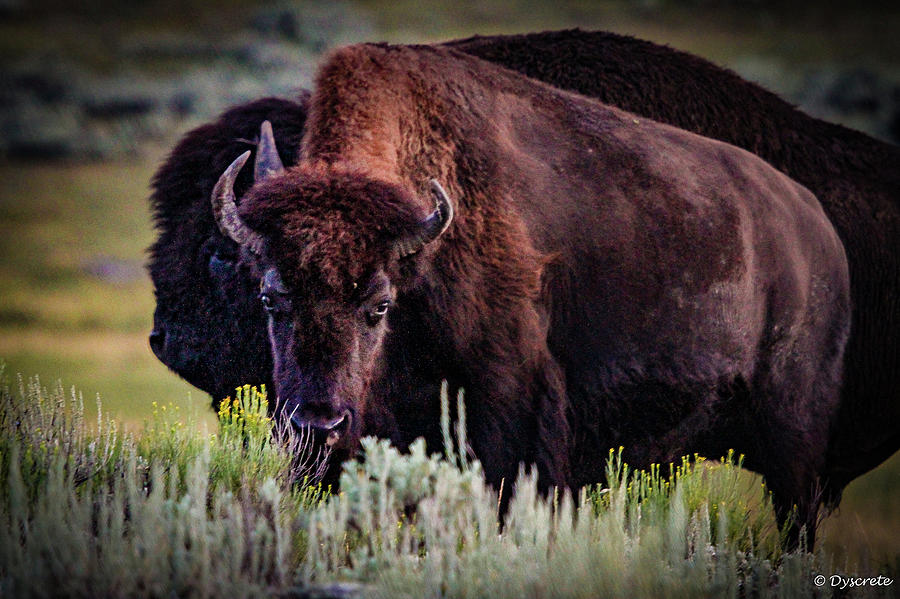 Wyoming Bison Photograph By Dyscrete Pics Fine Art America   Wyoming Bison Dyscrete Pics 