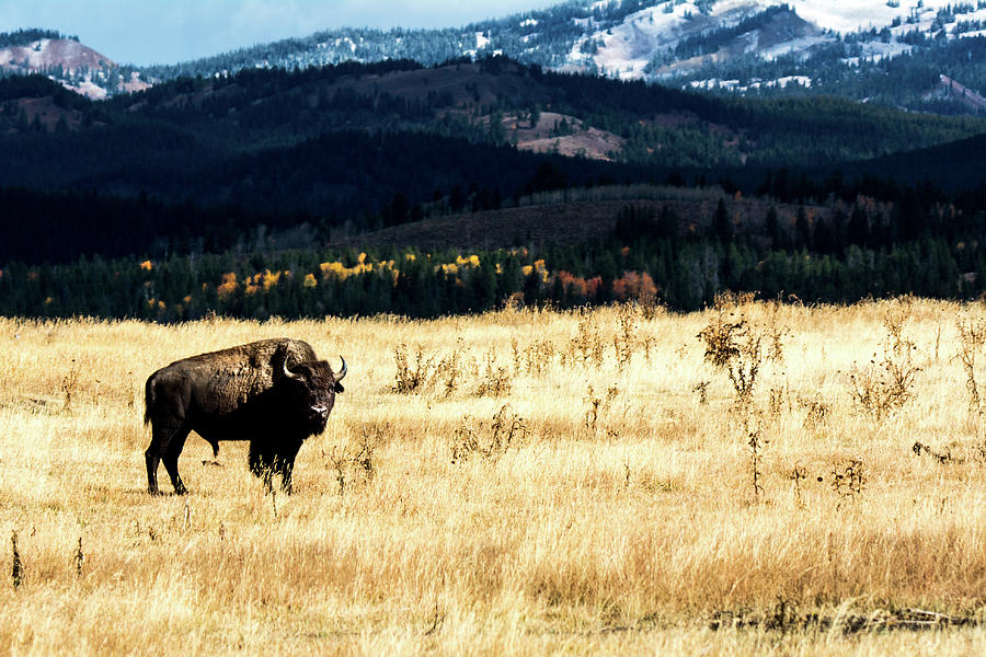 Wyoming Bison Photograph By Medi3i Photography Fine Art America   Wyoming Bison Medi3i Photography 