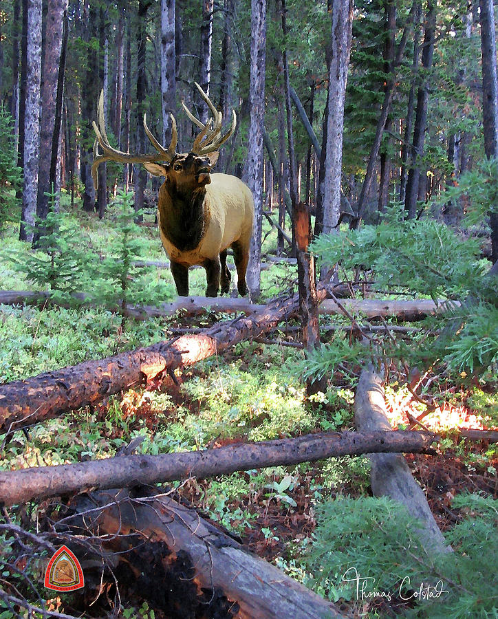 Wyoming bull with Compton logo by Thomas Colstad Wyoming bull with Compton logo by Thomas Colstad