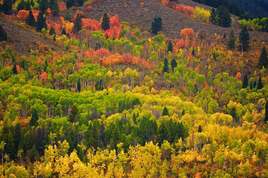 Wyoming Fall Colors 1 Photograph by Ed Broberg