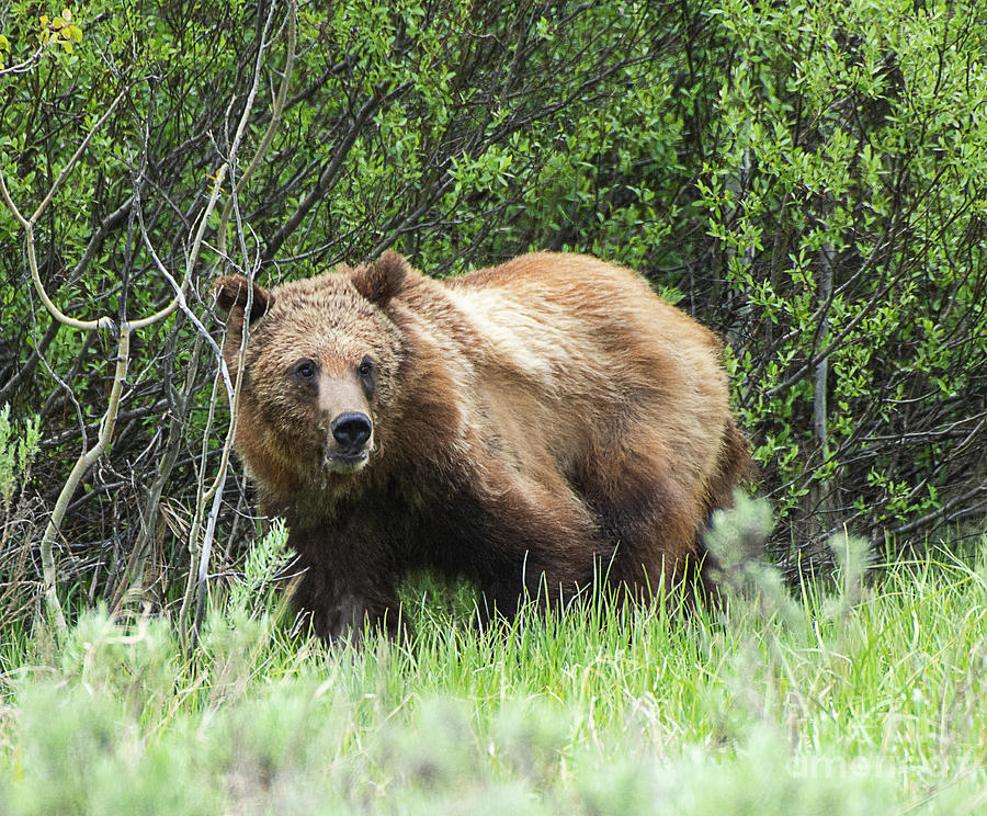 Wyoming Grizzly Photograph by Dennis Hammer