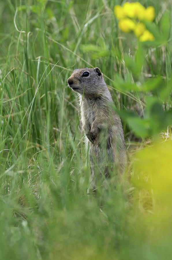 Wyoming Ground Squirrel - 1696-2 Photograph by Jerry Owens