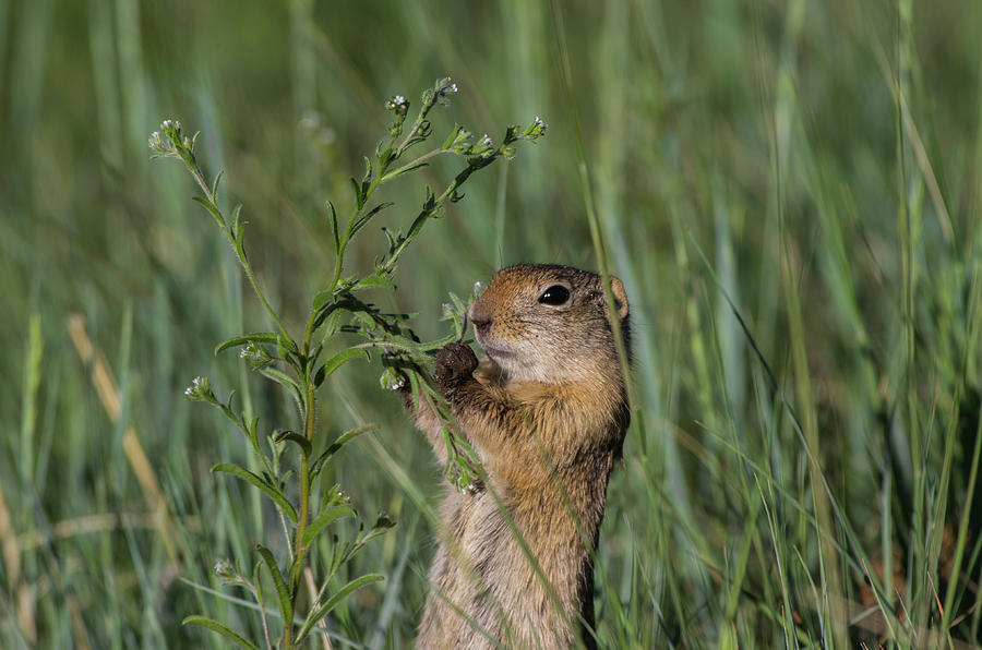Wyoming Ground Squirrel - 2297-2 Photograph by Jerry Owens
