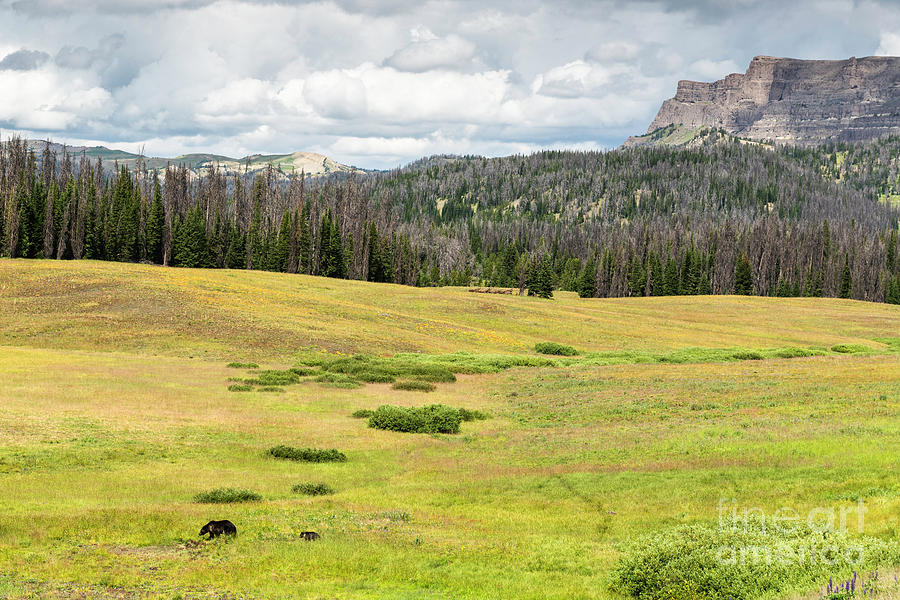 Wyoming Mountains, Grizzly Bears Photograph by Daryl L Hunter - Fine ...