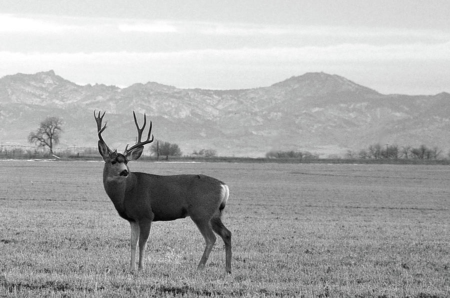 Wyoming Mule Deer Photograph by Chance Kafka