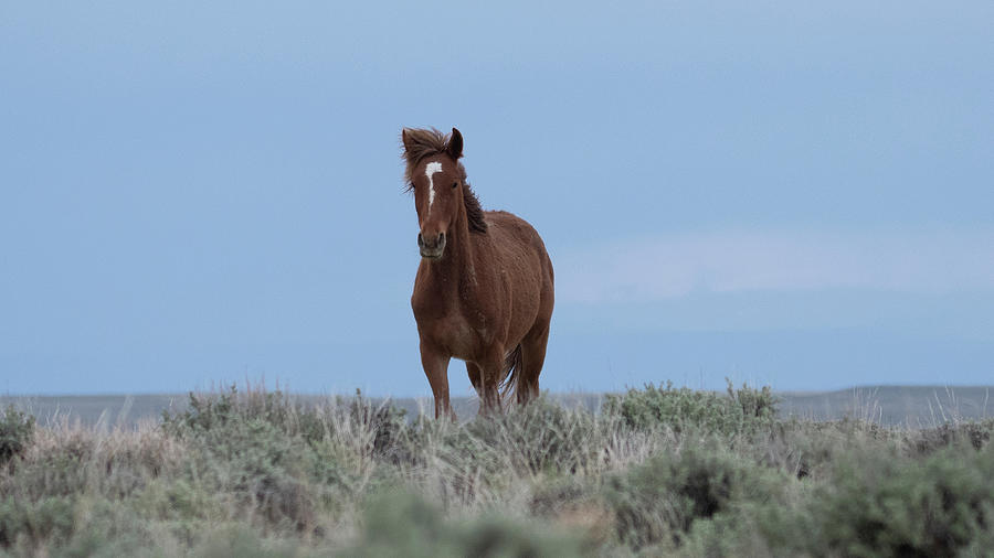 Wyoming Wild Horses Photograph by Patrick Nowotny