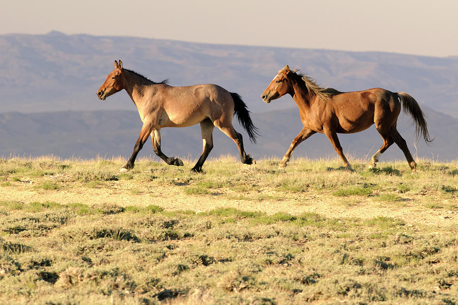 Wyoming Wild Stallion And Mare Trotting Photograph by Elementalimaging