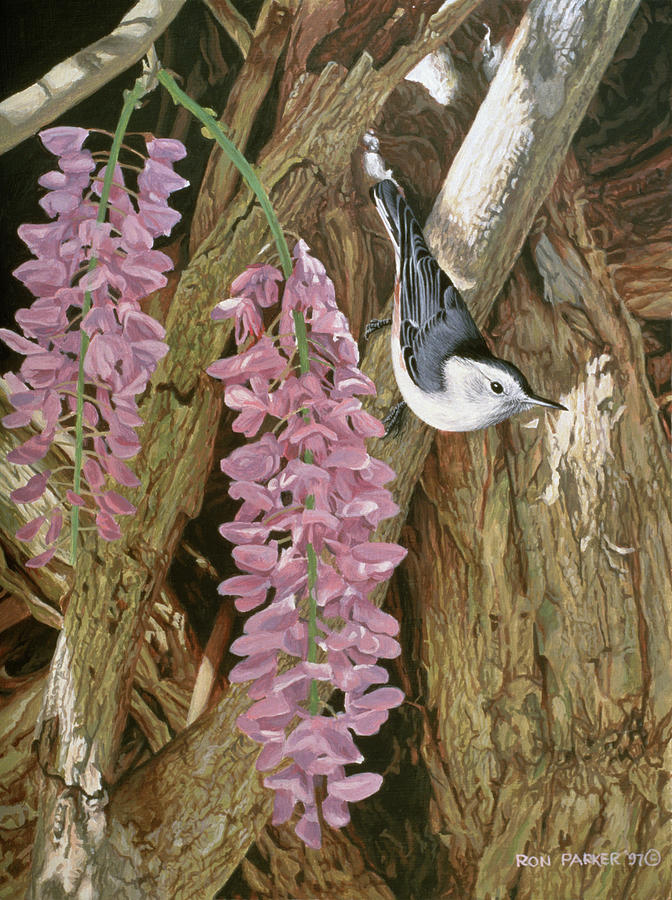 Wysteria Painting by Ron Parker