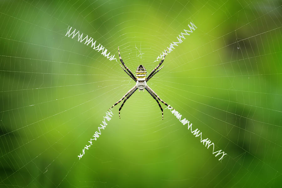 Spider Photograph - X-composition by Donald Jusa