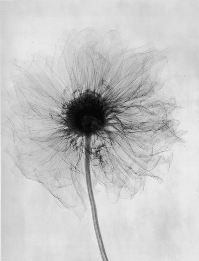 X-ray Dahlia Photograph by Edward Charles Le Grice