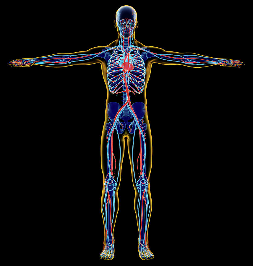 X-ray Effect Of Male Skeletal Photograph by Leonello Calvetti