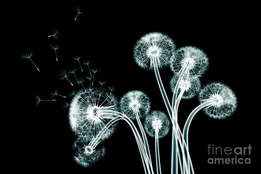X-ray Image Of A Flower  Isolated Digital Art by Posteriori