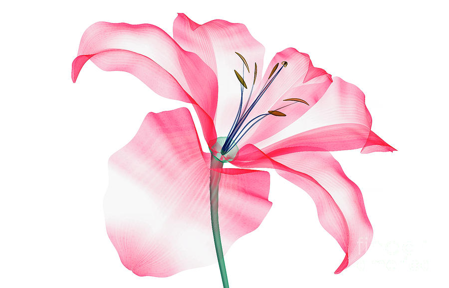 X-ray Image Of A Flower Isolated Photograph by The-lightwriter