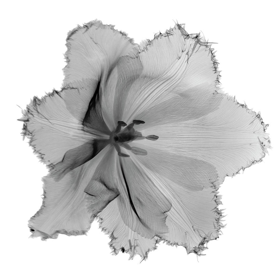 X-ray Image Of Tulip Flower Head On Photograph by Nicholas Veasey X-ray Image Of Tulip Flower Head On Photograph by Nicholas Veasey