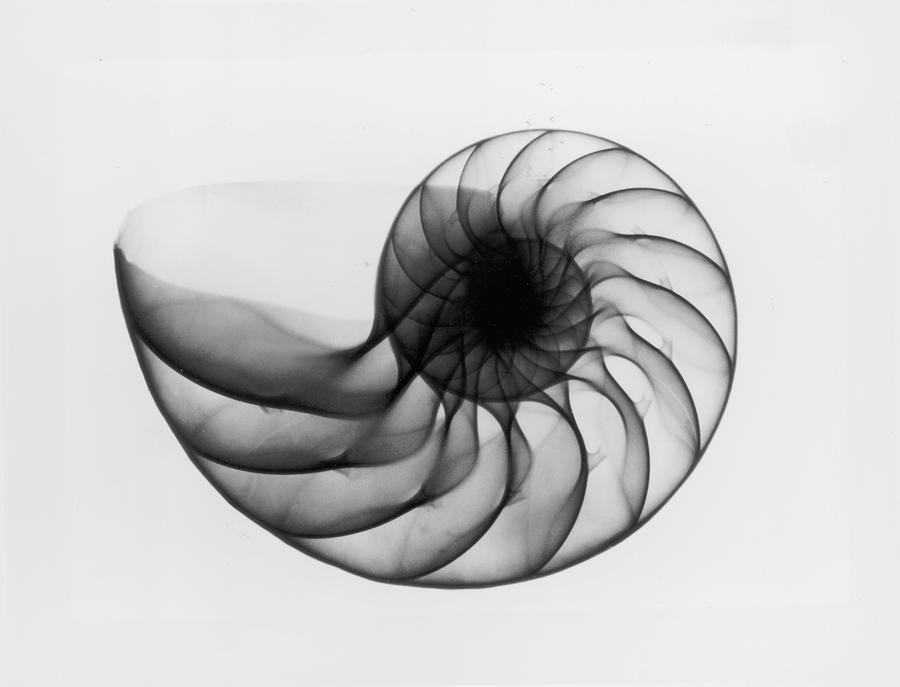 x-ray-nautilus-shell-photograph-by-edward-charles-le-grice