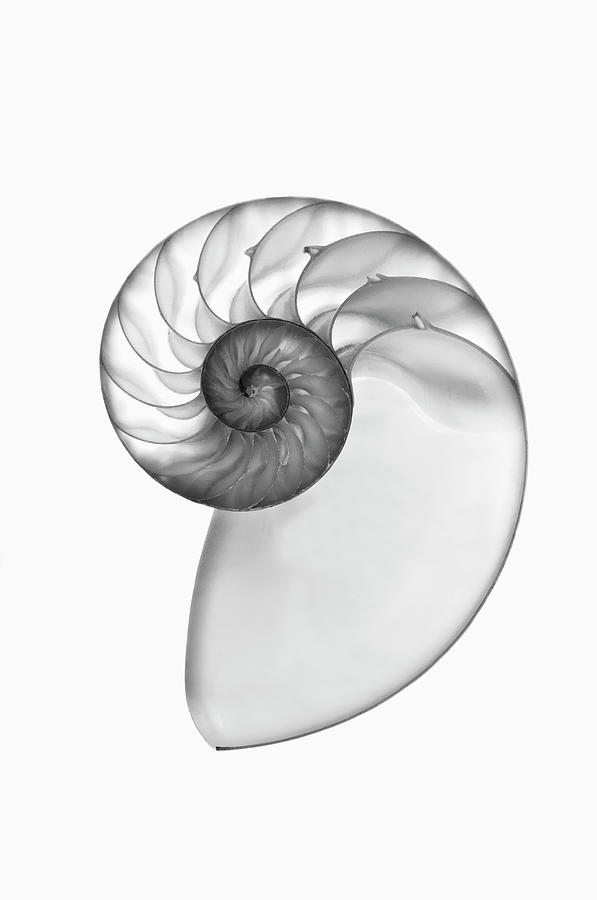 X Ray Of A Nautilus Shell Cross Section By Mike Hill