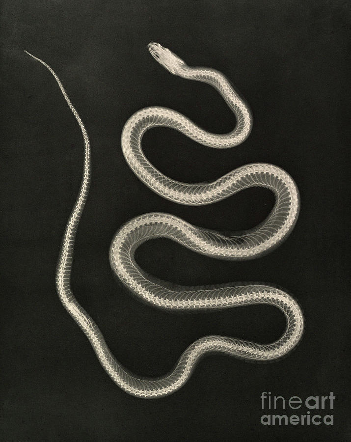 Snake Photograph - X-ray Of A Snake by Metropolitan Museum Of Art/science Photo Library