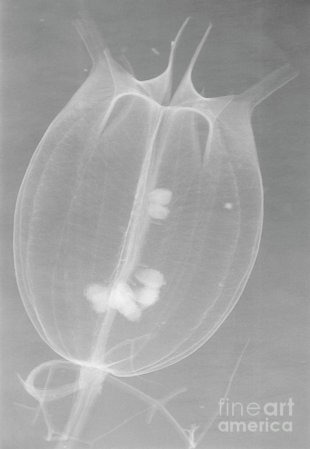 X-ray Of An Unidentified Flower Pod Photograph by D. Roberts/science Photo Library