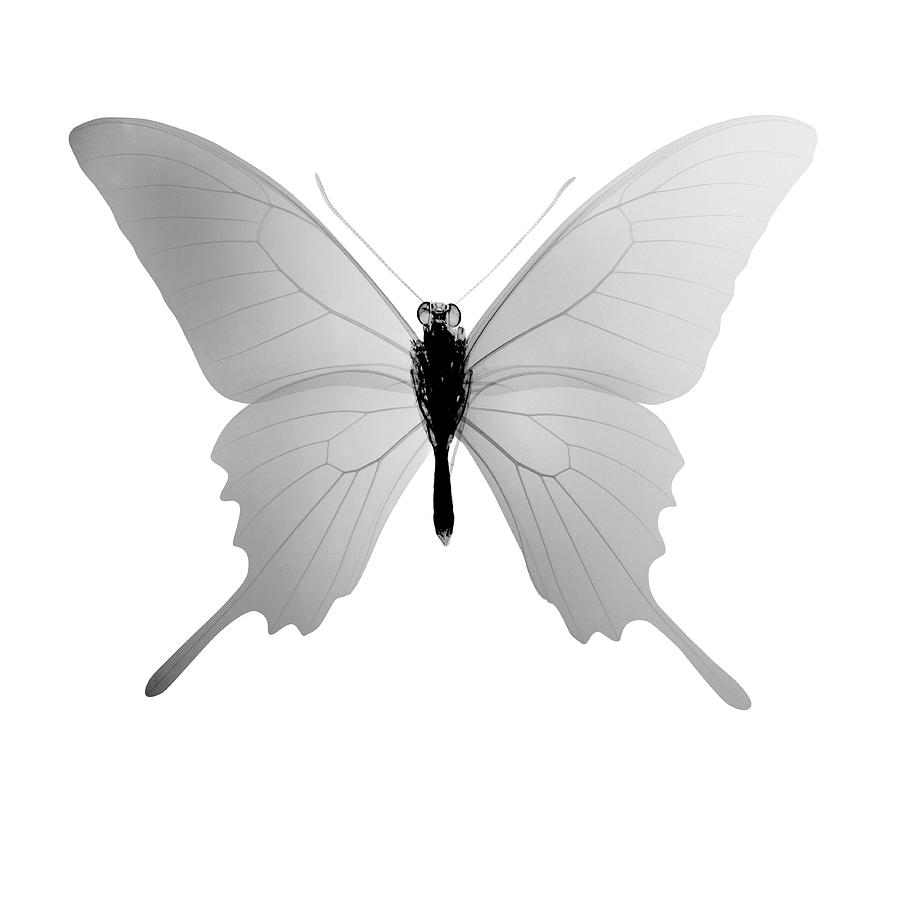 X-ray Of Butterfly Papilio Ulysses by Nicholas Veasey