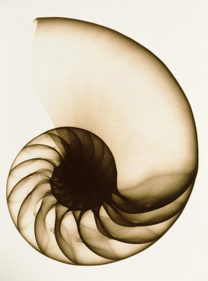 X Ray Of Chambered Nautilus Shell By Mike Hill
